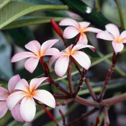 marygoldone's profile picture. 