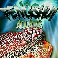 Fengshui Aquatic (@fengshuiaquatic) 's Twitter Profile