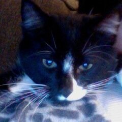 i like to do art i have 1 kitten named Mo, i hate math i like swimming, sleeping, hagin with my friends thats all bout me! and i like going on the computer!