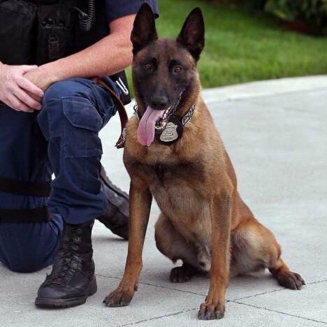 Vegas joined the Windsor Police in September 2011. Vegas, born Xorg vom Haus Mecki, was imported from Germany and lives with his handler Sergeant Rob Wilson.