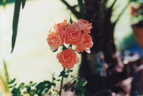 me_mythoughtss's profile picture. Still searching for my self Still searching for the purpose of my existence