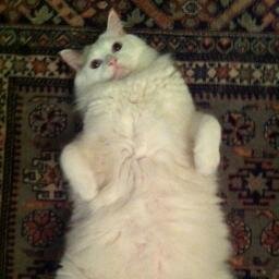 Massive polar bear/domestic feline. Planning to take over the world if herpes doesn't stand in my way.