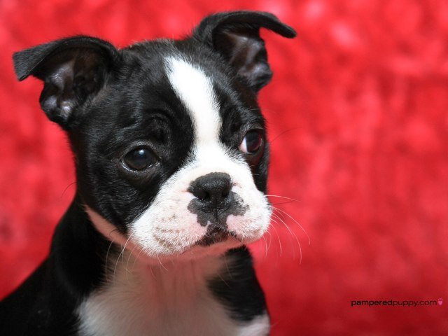 Amantes de la raza Boston Terrier en Ecuador! Historia, información, datos, fotos, un lugar donde contar nuestras experiencias con estos inquietos personajes!