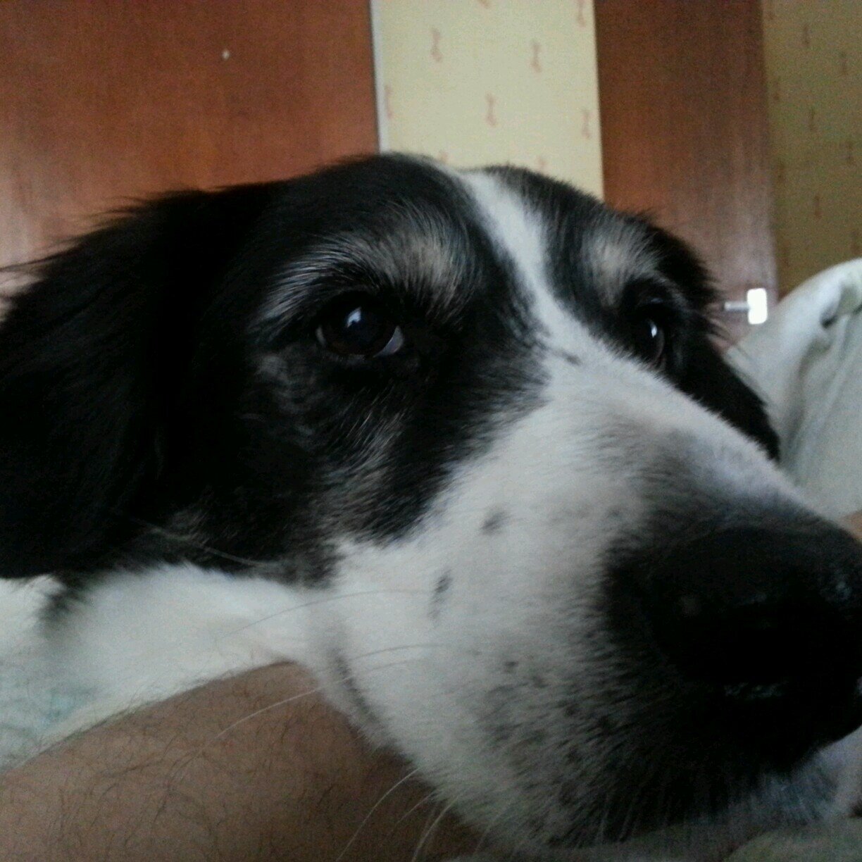 debse78's profile picture. 