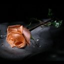 Sheikha (@11sheikha) Twitter