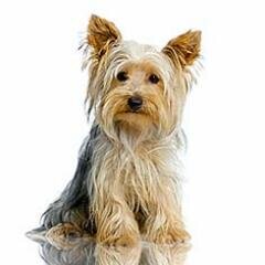 leandromota12's profile picture. I love pizza, beach, and being in the pc then people    i love porto