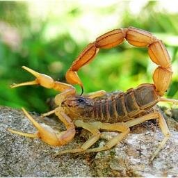 Joven de 80 años, en la flor de la edad, desocupado y no disponible, inconforme y rezongón.