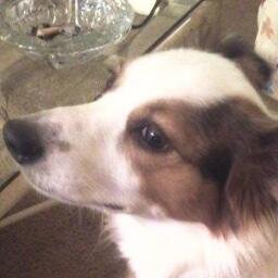 I have worked in the food and retail industry all my life. I love True Crime tv shows, movies, and books. I am now a stay at home mom to Percy. :)