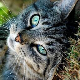 I'm Greywing (Clan: ThunderClan) (Warrior) (Apprentice: none) (Kits: 2) (Mate: Patches)