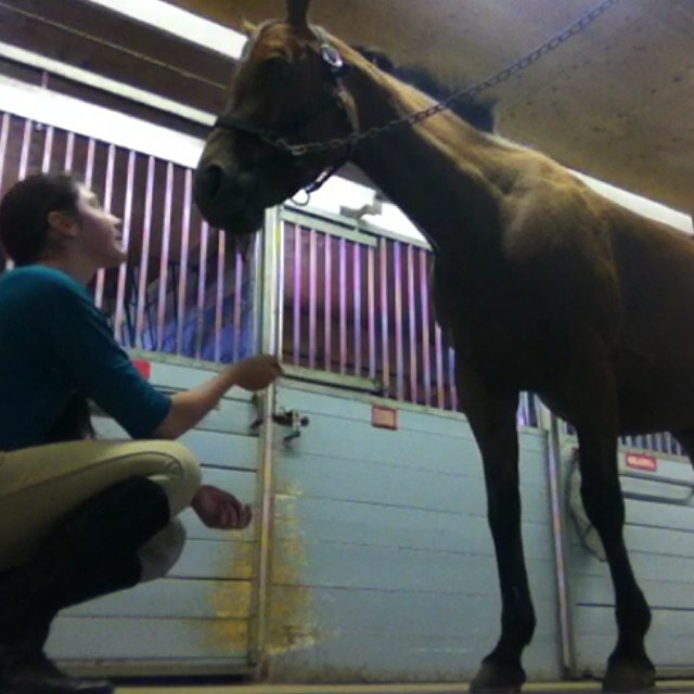 appylover_'s profile picture. Typical, horse crazy equestrian teen.