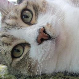 rocky_kat2's profile picture. A  pampered fat cat. Furbro to @cocoa_kat. Check out my new blog.