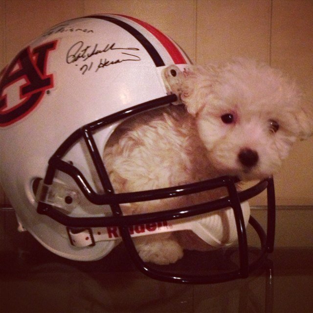 MarcDeMeis's profile picture. 