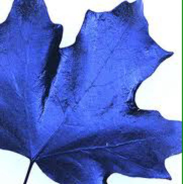 jaysandleafs's profile picture. #Jays#leafs and the great outdoors