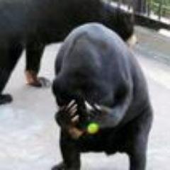 世の中には、理不尽極まりないこと、逃げ出したいこと、ついつい苦笑してしまうこと、実に様々な不条理が存在する。その不条理を不条理として抱えてもストレスなので、苦笑でも良いので笑いに昇華出来ないものかと実験したBOT。ドンドン絡んで頂戴ヽ(〃´∀｀〃)ﾉ　フォローはいつでも大歓迎ですm(_　_)m