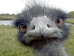 Anonymous Aussie Bird, Artist, Landscaper Extraordinaire, Taco Expert, Sings like an Angel, Crazy Cat Lady, Parent.