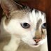 catgoan (@catgoan) Twitter profile photo catgoan (@catgoan) Twitter profile photo