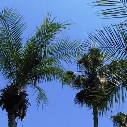 imawotsubuyaku's profile picture. ぼちぼちつぶやきます