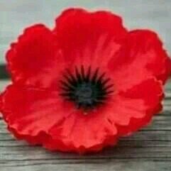 What you see is what you get and if you ask for an honest answer you will get one and a supporter of all that defend us ground,air and sea TF they are there x