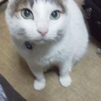 陽子 (@426142614261) 's Twitter Profile Photo