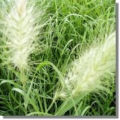 Ornamental Grasses Miscanthus Pennisetum Stipa
Ornamental Grasse Bamboo Plants Welcome to our twitter account