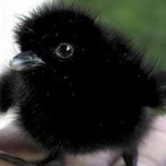 海外のおもしろネタ大好きっ子（体力年齢は還暦）。専業ツイラー見習い。特に英語圏外の笑える画像を拾って披露が趣味。ワタシ、仕事以外はがんばるる。