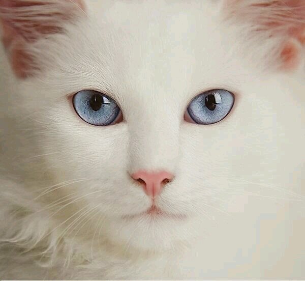 DfDanielafelice Profile Picture