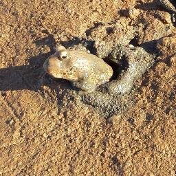Environmental scientist with a passion for the Pilbara, geology and a bad case of adult-onset cosmology.