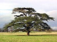 ScrutonVillage's profile picture. The village of Scruton lies approximately half way between Bedale and Northallerton, the county town of North Yorkshire, on the A684.