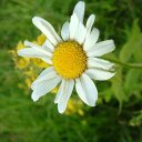 Ellen Healy - @eech57 - Twitter