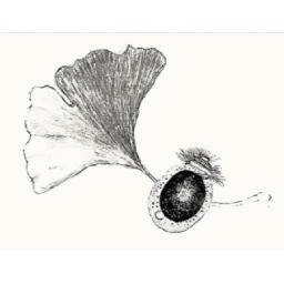 日本植物形態学会（The Japanese Society of Plant Morphology）の会員向けに情報を発信しているアカウントです。学会についての詳細はウェブサイトをご覧下さい。