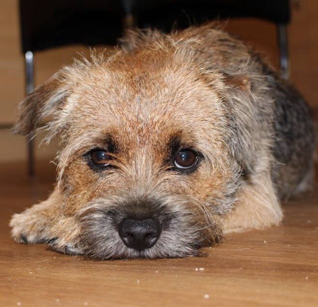 I do be living wif Mum and Dad who luff me vewy much ;) I luff them but esp playing & walkies/zoomies! I has a brofur @benjisnarfles who is growing to luff me!