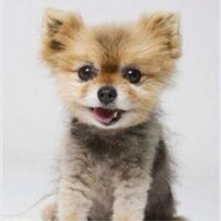Animales Monos (@superbonitos) 's Twitter Profile
