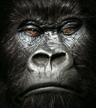 highly endangered species,force of nature, natural power,rebel without a pause,naturally disobediant,sheer audacity,loved to bits