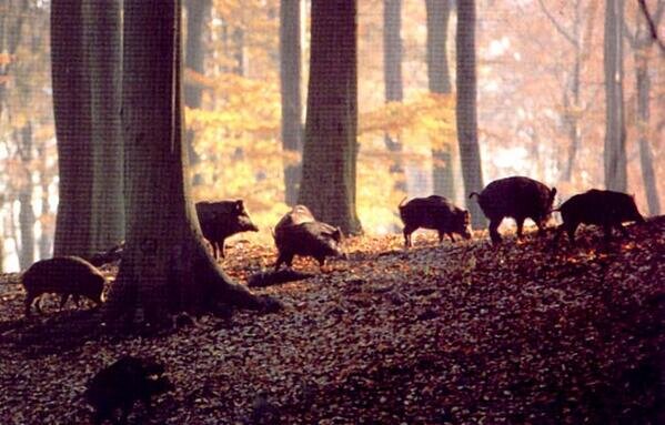 _mundocaza's profile picture. Cuenta dedicada a nuestra gran aficion, la caza.