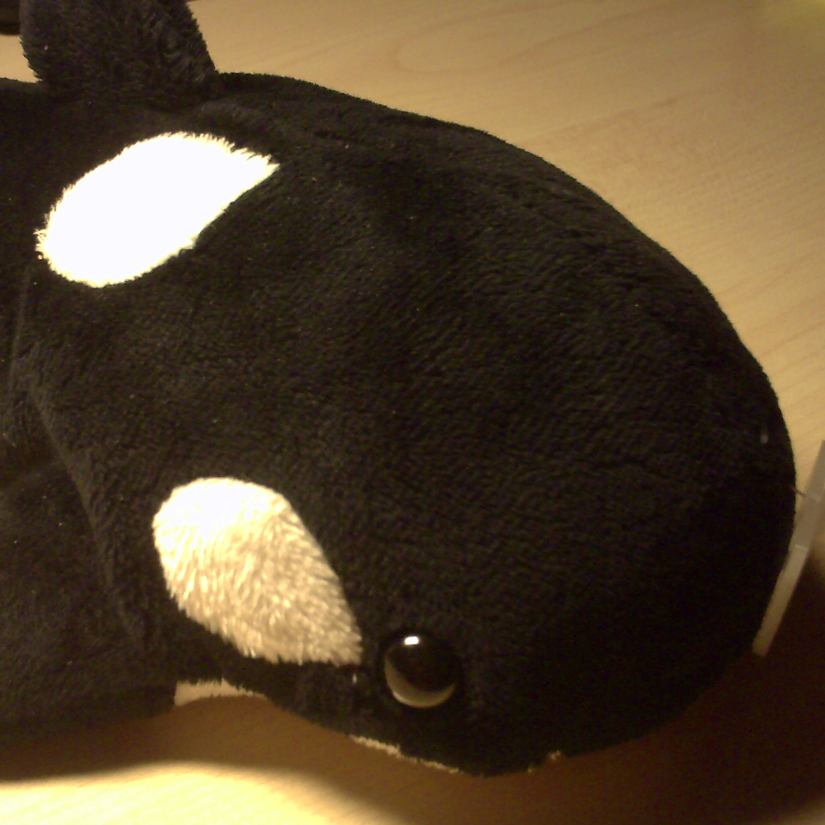 Orca; gepflegt vom Geier. Flauschig und in der Fachschaft MPI zu Hause.