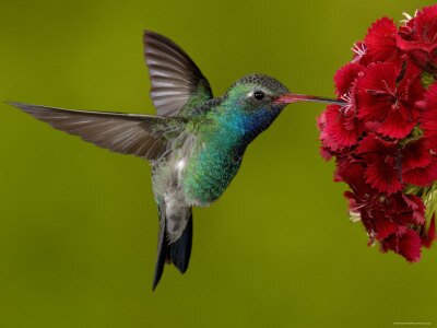 Butterflies: guides of species, images and resources.