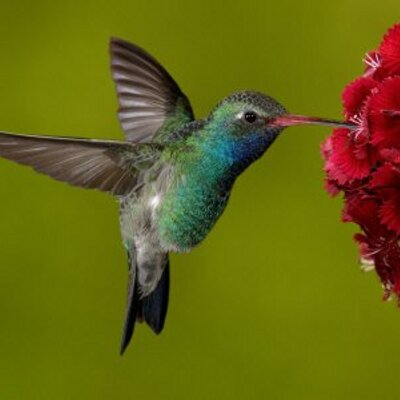 Colibri Spanish School Blog - A unique place to study Spanish, cultural experience immersion and more ...