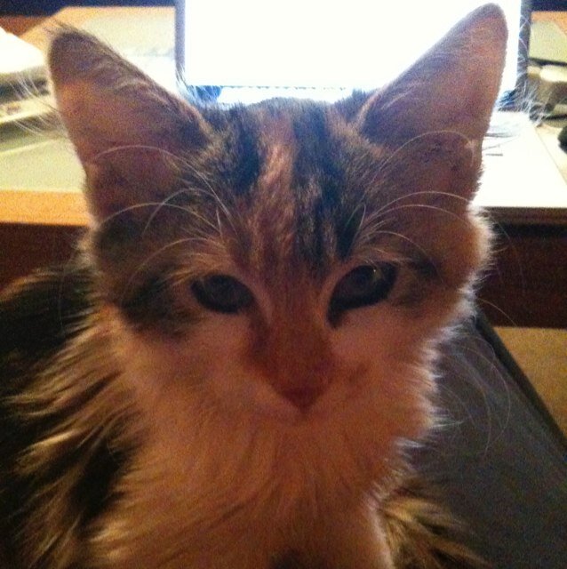 kittytechie's profile picture. 