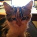 kitty techie (@kittytechie) Twitter profile photo