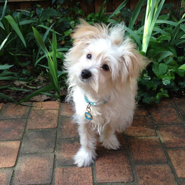 Suzanna3000's profile picture. you can clip my wings but i will always find a way to soar the heavens