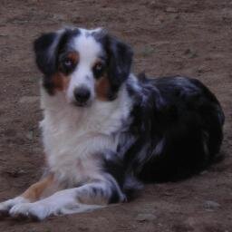 Breeder of Miniature Australian Shepherds