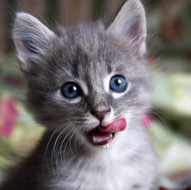 Mew? #SherlockRP