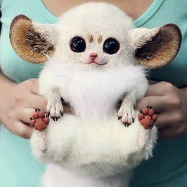 Ik tweet de mooiste dieren fotos Ik laat je zien wat voor prachtige dieren er in deze wereld leven Ik hoop dat jullie dit account gaan volgen!