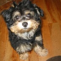Pauline Johnston (@japa2009) 's Twitter Profile