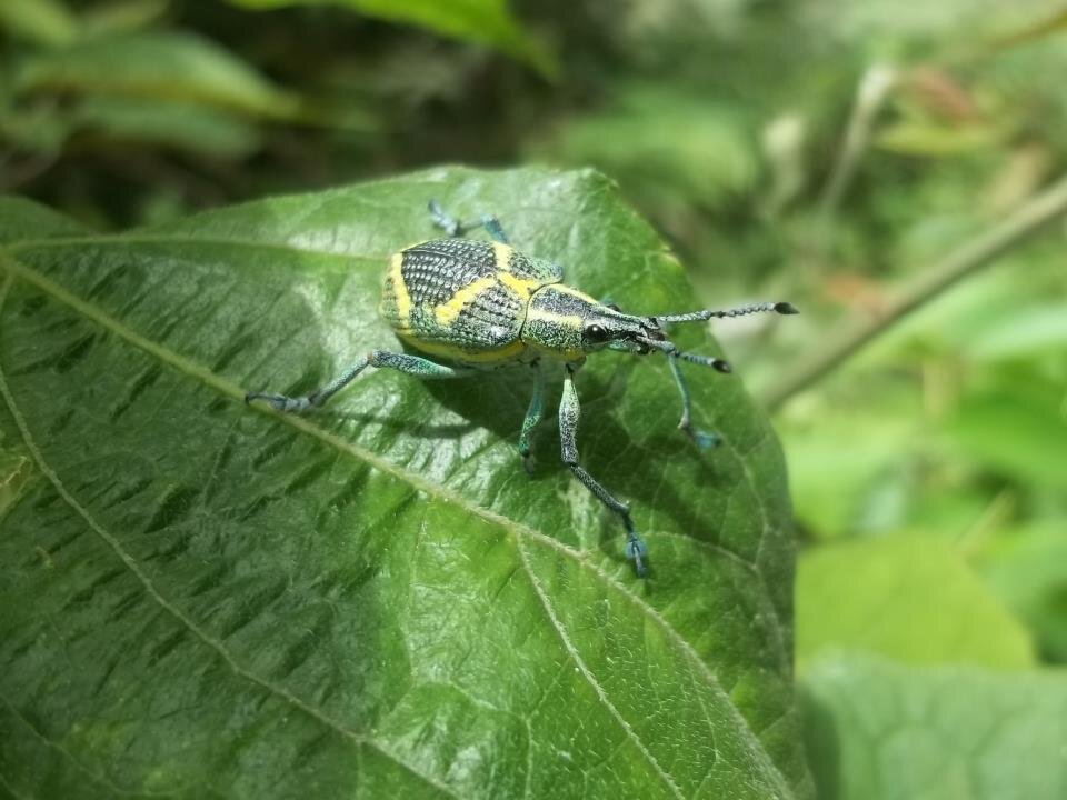 Amante de la naturaleza