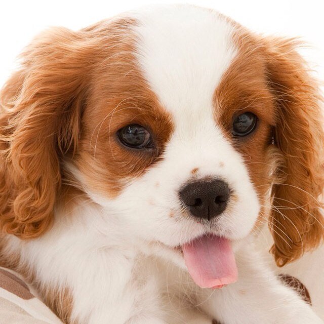 WOLFLOVER07's profile picture. Your account for puppy pics and minecraft