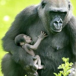 Help a Mom to be a Mom, seeking Egg Donor, and Surrogate. South Africa/Suid Afrika