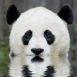 MrPandaCommando's profile picture. There is no other stream.