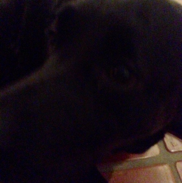 dogblogg's profile picture. doggie
with
a
bloggie