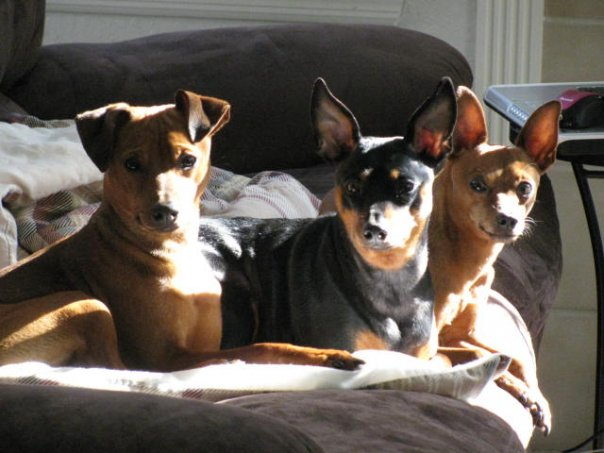 President & Executive Director @AmazonCares - Please follow me @care4allanimals.